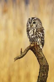 Attēlu rezultāti vaicājumam “Strix aluco female”