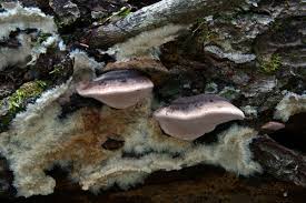 Attēlu rezultāti vaicājumam “Fomitopsis rosea”