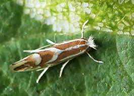 Attēlu rezultāti vaicājumam “Phyllonorycter apparella”