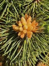 Attēlu rezultāti vaicājumam “Pinus mugo fruit”