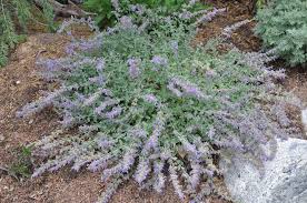 Attēlu rezultāti vaicājumam “Nepeta x faassenii flower”