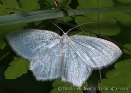 Attēlu rezultāti vaicājumam “Jodis putata”