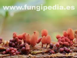 Attēlu rezultāti vaicājumam “Arcyria denudata macro”