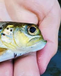 Image result for Moxostoma macrolepidotum