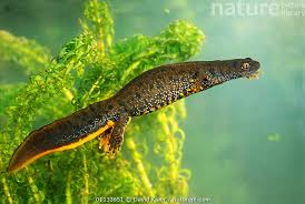 Attēlu rezultāti vaicājumam “Triturus cristatus”