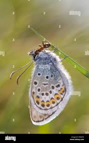 Attēlu rezultāti vaicājumam “Plebejus argus male”