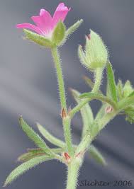 Attēlu rezultāti vaicājumam “Geranium dissectum leaf”