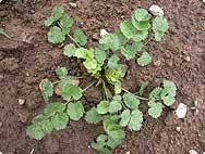 Attēlu rezultāti vaicājumam “Pimpinella saxifraga leaf”