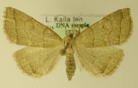 Attēlu rezultāti vaicājumam “Herminia tarsicrinalis”