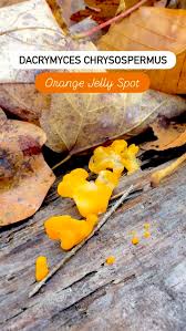 Attēlu rezultāti vaicājumam “Dacrymyces chrysospermus spores”