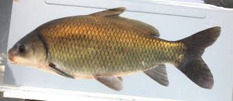 Image result for Ictiobus cyprinellus