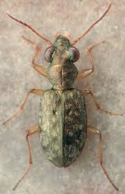 Attēlu rezultāti vaicājumam “Asaphidion pallipes”