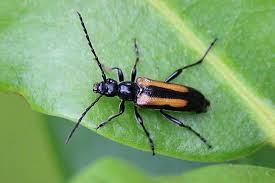 Attēlu rezultāti vaicājumam “Stenurella melanura”