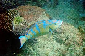 Image result for Chlorurus perspicillatus