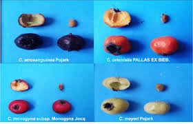 Attēlu rezultāti vaicājumam “Crataegus x macrocarpa fruit”