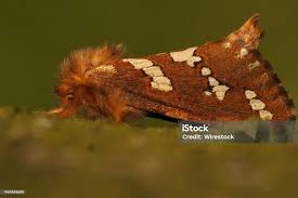 Attēlu rezultāti vaicājumam “Phymatopus hecta”