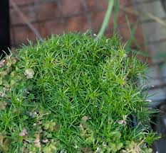 Attēlu rezultāti vaicājumam “Sagina procumbens fruit”