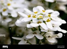 Image result for Schleifenblume