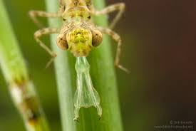 Attēlu rezultāti vaicājumam “Dicyphus nymph”