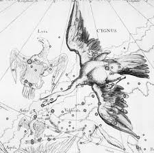 Attēlu rezultāti vaicājumam “Cygnus”