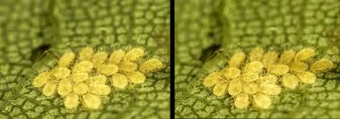 Attēlu rezultāti vaicājumam “Drepanosiphum platanoidis”