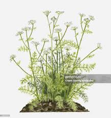 Attēlu rezultāti vaicājumam “Carum carvi flower”