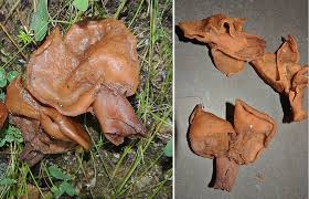 Attēlu rezultāti vaicājumam “Gyromitra infula”