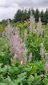 Image result for Salvia sclarea