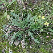 Attēlu rezultāti vaicājumam “Diplotaxis muralis flower”