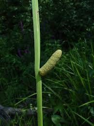 Attēlu rezultāti vaicājumam “Acorus calamus fruit”