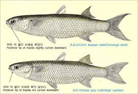 Image result for Crenimugil seheli