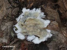 Attēlu rezultāti vaicājumam “Sebacina incrustans”