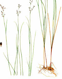 Attēlu rezultāti vaicājumam “Juncus gerardii bud”