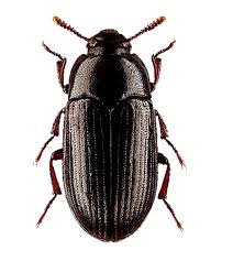 Attēlu rezultāti vaicājumam “Badhamia dubia macro”