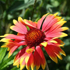 Image result for Gaillardia