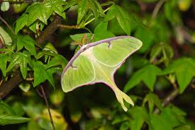 Attēlu rezultāti vaicājumam “Saturniidae”