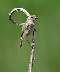 Attēlu rezultāti vaicājumam “Muscicapa striata”