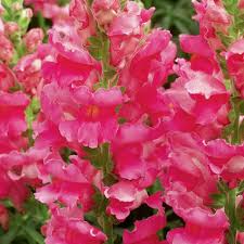 Attēlu rezultāti vaicājumam “Antirrhinum majus”