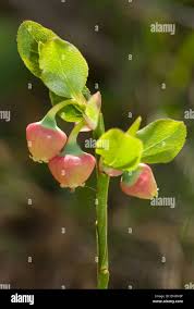 Attēlu rezultāti vaicājumam “Vaccinium myrtillus flower”