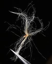 Attēlu rezultāti vaicājumam “Eriophorum gracile leaf”