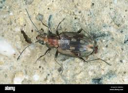 Attēlu rezultāti vaicājumam “Bembidion litorale”