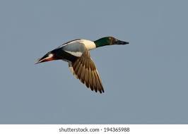 Attēlu rezultāti vaicājumam “Anas clypeata”