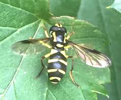 Attēlu rezultāti vaicājumam “Xanthogramma sp.”