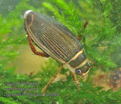 Attēlu rezultāti vaicājumam “Dytiscus marginalis”