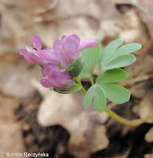 Attēlu rezultāti vaicājumam “Corydalis intermedia fruit”
