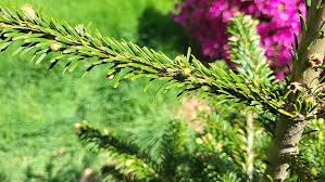 Attēlu rezultāti vaicājumam “Abies mariesii”