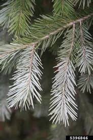 Attēlu rezultāti vaicājumam “Pseudotsuga menziesii var. glauca”