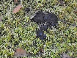 Attēlu rezultāti vaicājumam “Symphytocarpus impexus sessile”