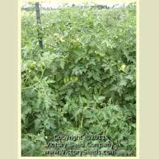 Afbeeldingsresultaat voor belarus orange tomato