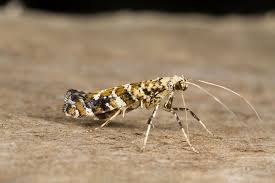 Attēlu rezultāti vaicājumam “Gracillaria syringella imago”